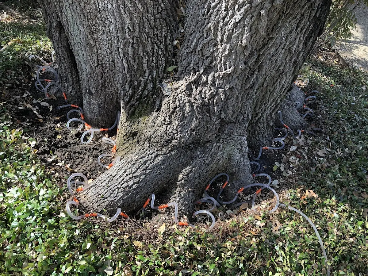 Detailed Tree Cabling and Bracing job site in Bronson